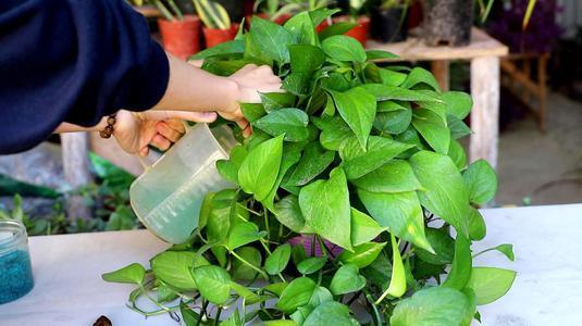 绿萝通用肥可以化成水来浇花吗,绿萝浇什么水施什么肥长得油绿