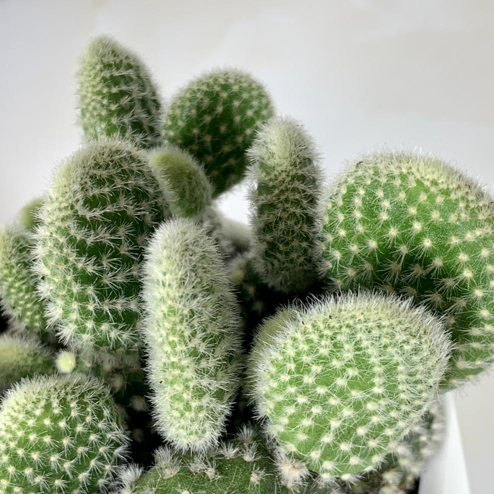 仙人掌开花美图,仙人掌介绍60多种独特的仙人掌