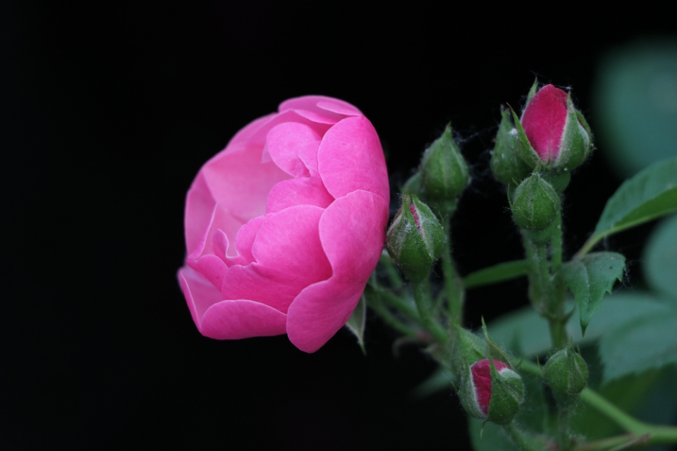 爬藤玫瑰和蔷薇的区别,蔷薇月季玫瑰区别