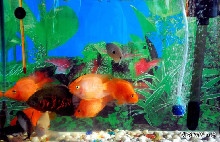 观赏鱼养死了之后如何处理？你是否也跟我一样这般做