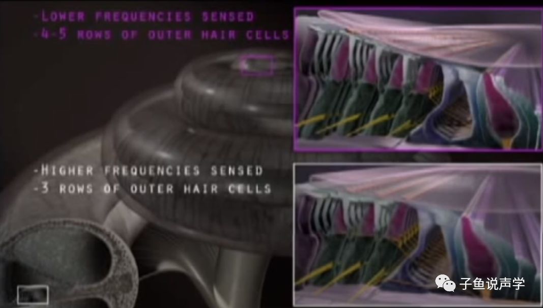 人听到声音的频率如何变化,人是怎么辨别不同频率的声音