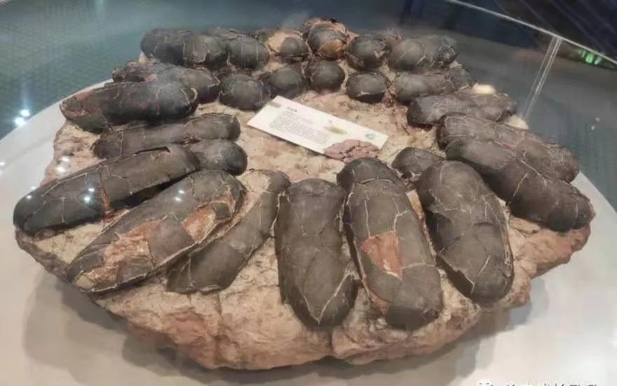 廖彩杏、吴敏兰、汪培珽，英语启蒙三大门派该如何选择？