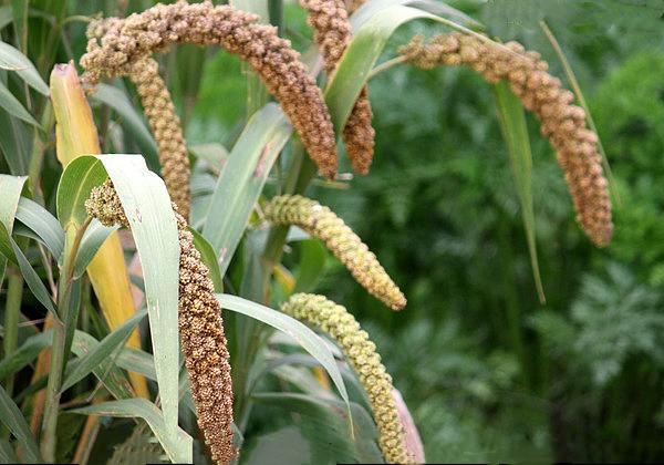 粘高粱米面做粥好吗,粘高粱米能做酒吗