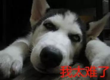 上班时捡到一只宠物狗,小哥出门捡到一只流浪小狗