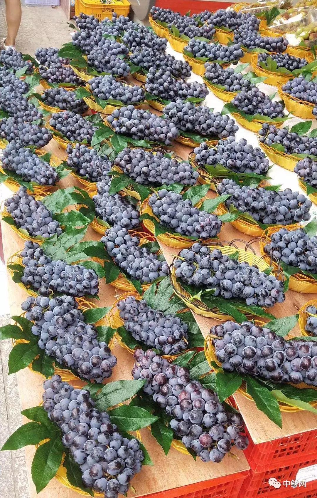 水果生飞虫难治?防治果蝇的实用方法