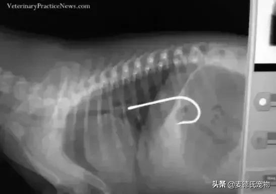 英斗不爱动正常吗,英斗懒得不想出门