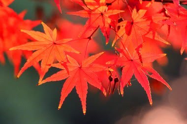 世界上有奇特现象的植物,世界上有哪些奇怪的叶子