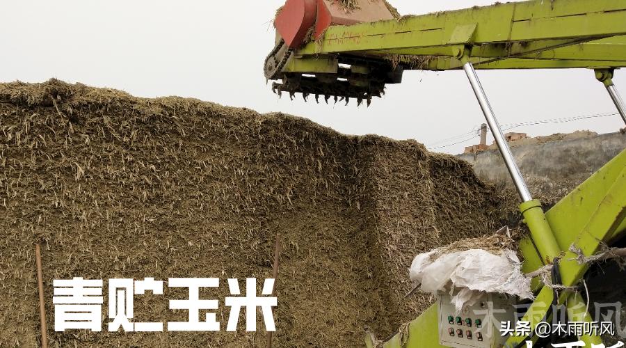 当前种植的青贮玉米品种有哪些,全株玉米青贮跟半株青贮玉米区别