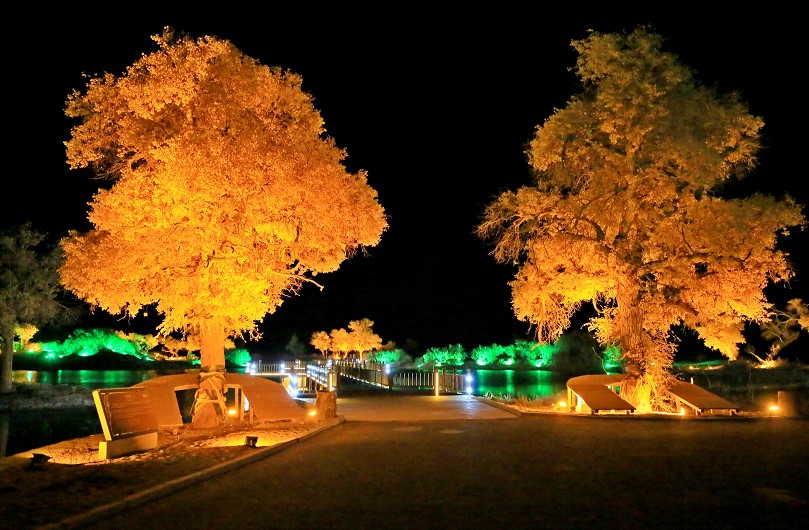额济纳旗住宿一般多少钱,国庆额济纳旗胡杨林攻略