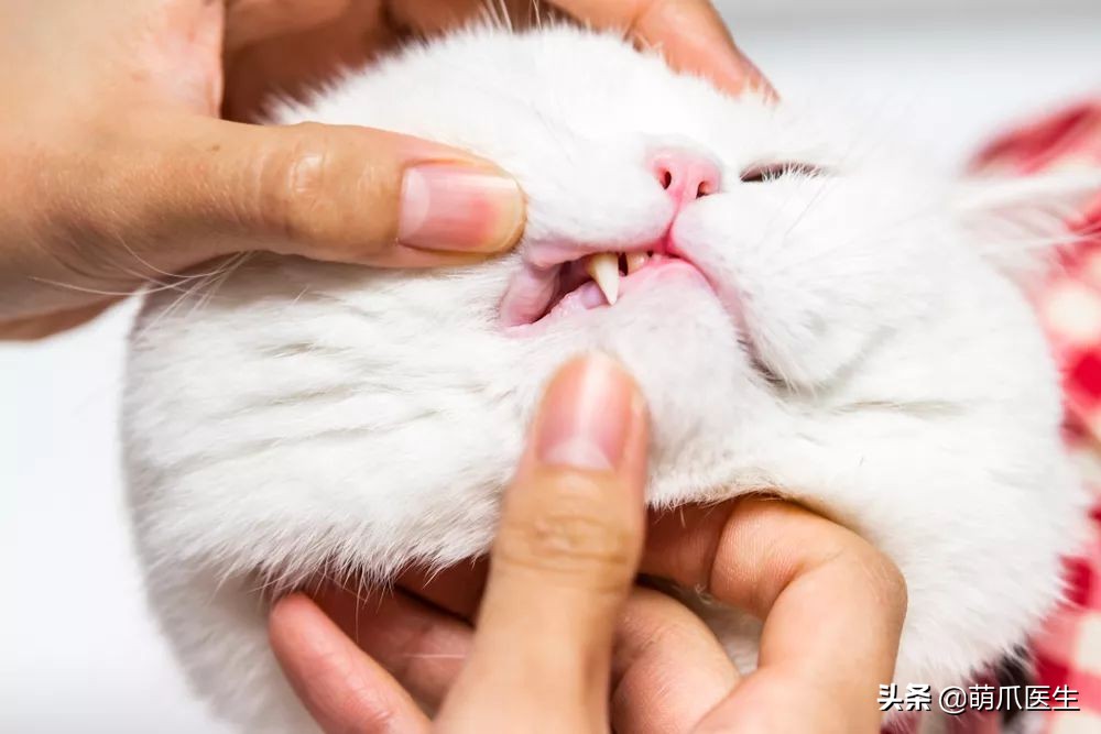 猫咪喜欢在塑料袋尿尿,猫咪吃塑料袋什么原因