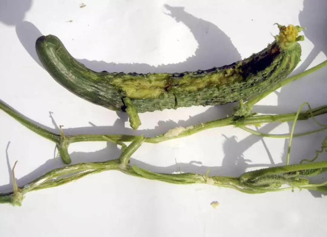 黄瓜的常见病害不包括什么,黄瓜病害清晰图谱大全详解