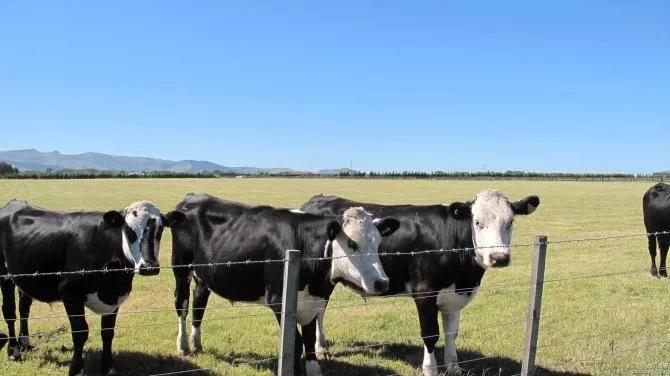 从新西兰的甜椒论个卖看我国农民如何挣钱：高品质高价格
