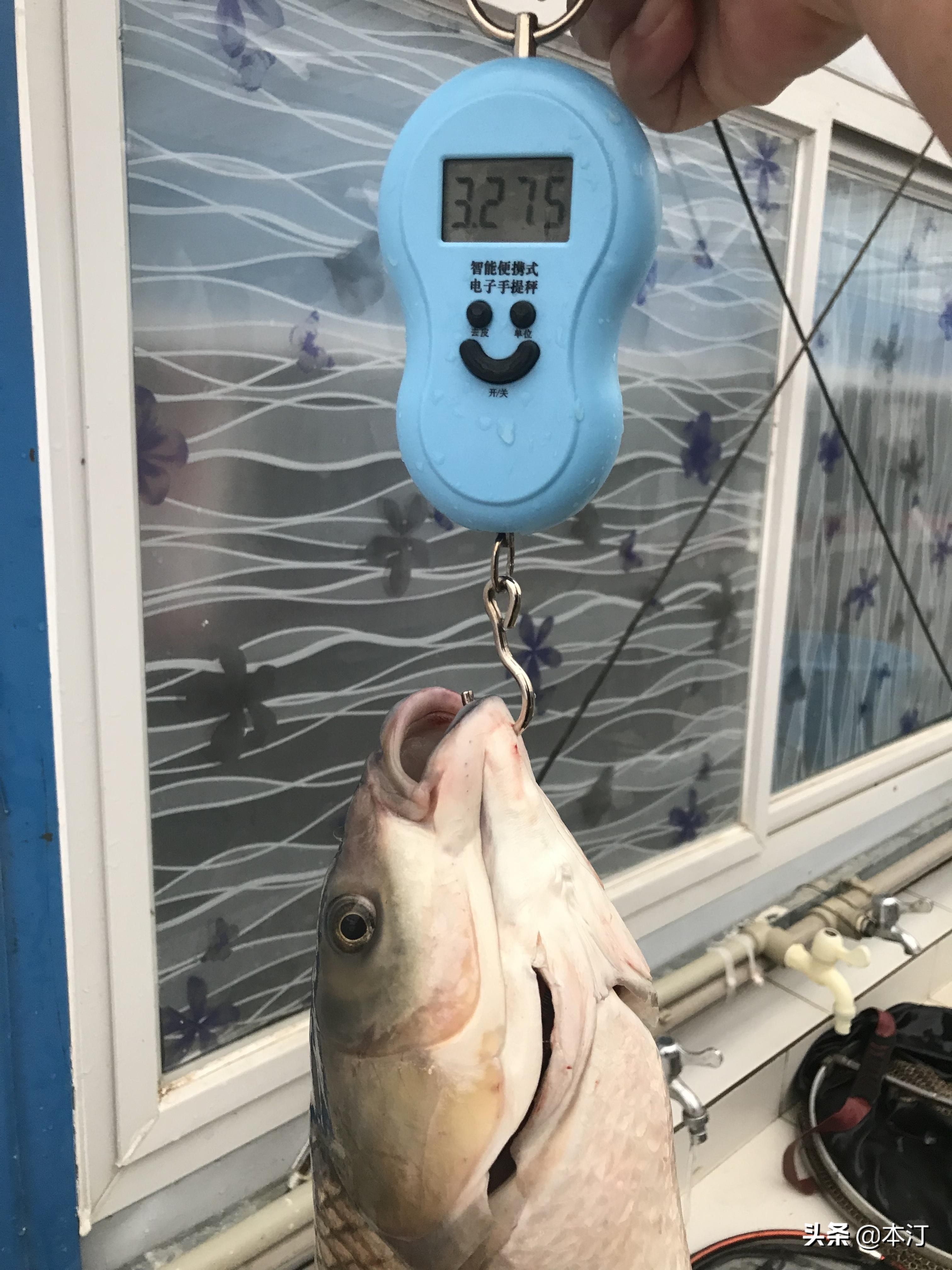 大草鱼我来了！本汀金迦潘强弓开光记