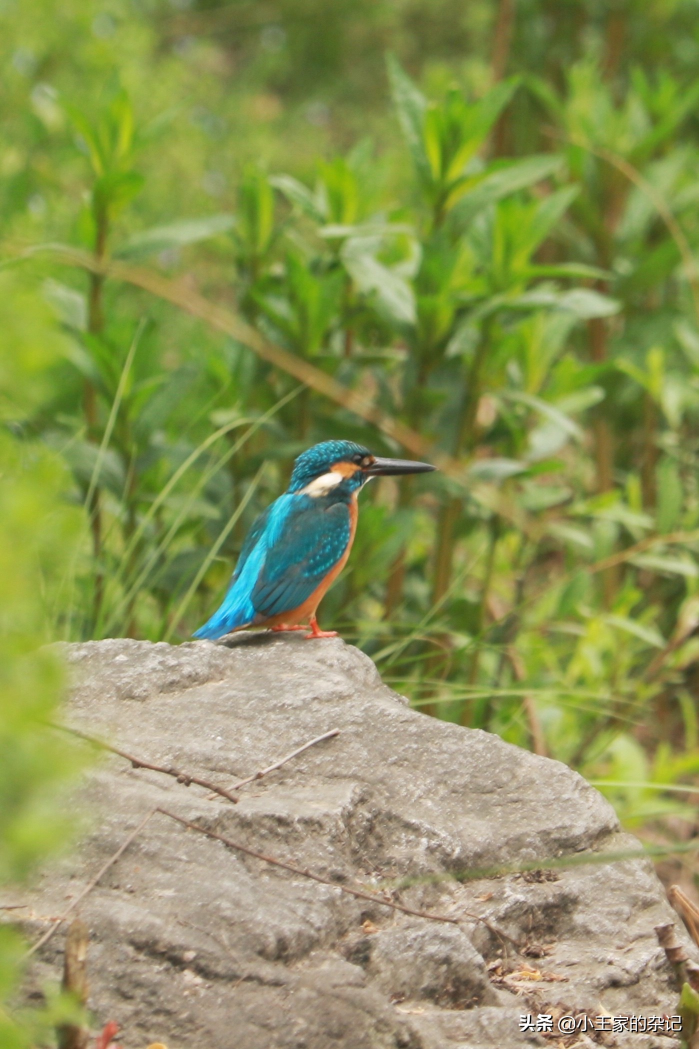 国际爱鸟日天桥岭,国际爱鸟日