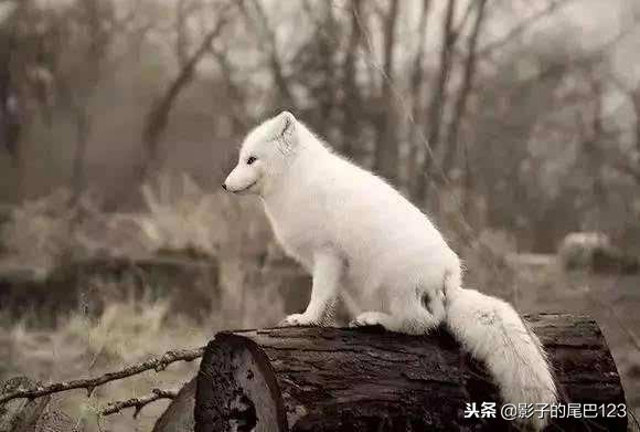 五种灵性动物之狐狸,东北五大灵性动物