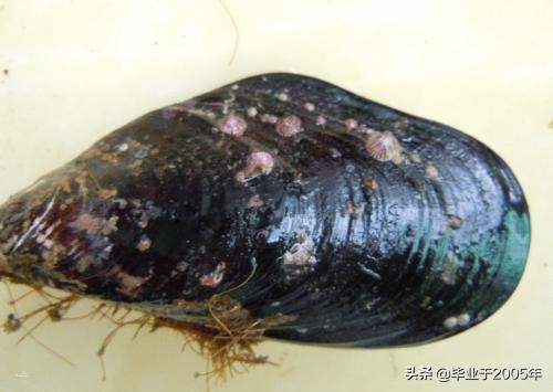 大连海鲜吃货,大连海鲜的种类