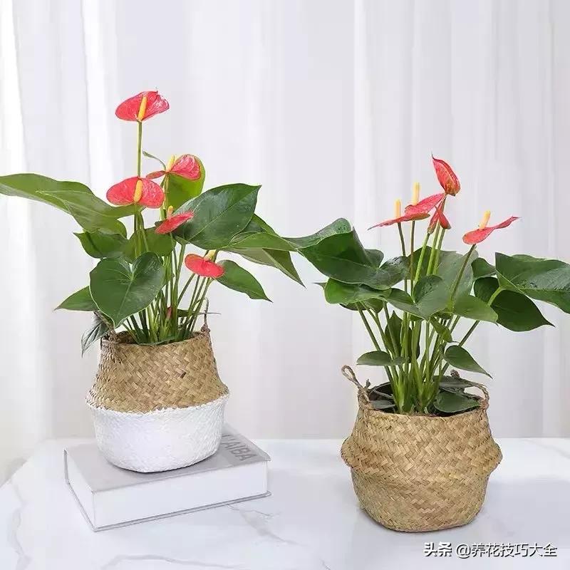 家里适合养几盆红掌,红掌养阳台招财吗