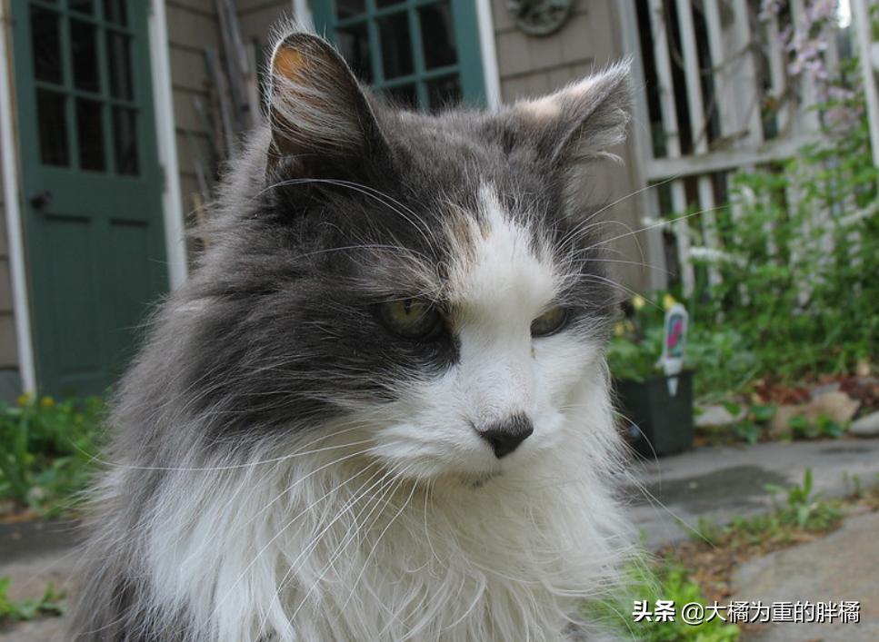 管教猫咪时猫咪生气怎么办,如何让猫咪知道铲屎官生气了