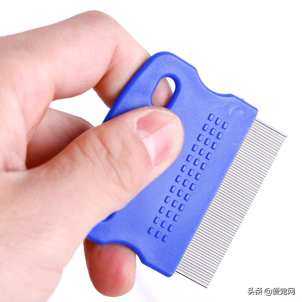 猫咪有跳蚤怎么快速去跳蚤,猫咪长跳蚤怎么快速去除