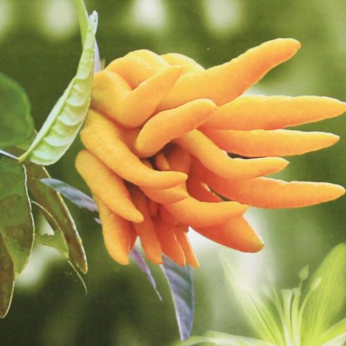 佛手盆栽第二年还会长果实吗,佛手盆栽一年结几次果