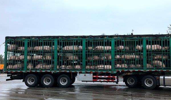 羊应激疾病全套防治方案（含夏天热应激）