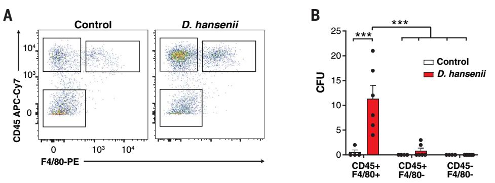奶酪可以改善肠道吗,奶酪里有酵母菌