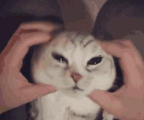 猫咪身上哪些部位不能碰水,猫咪身上的四个弱点