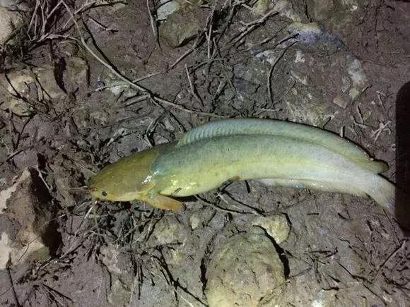 野钓常碰到的鱼有哪些品种,钓鱼必须要知道的四种常见鱼