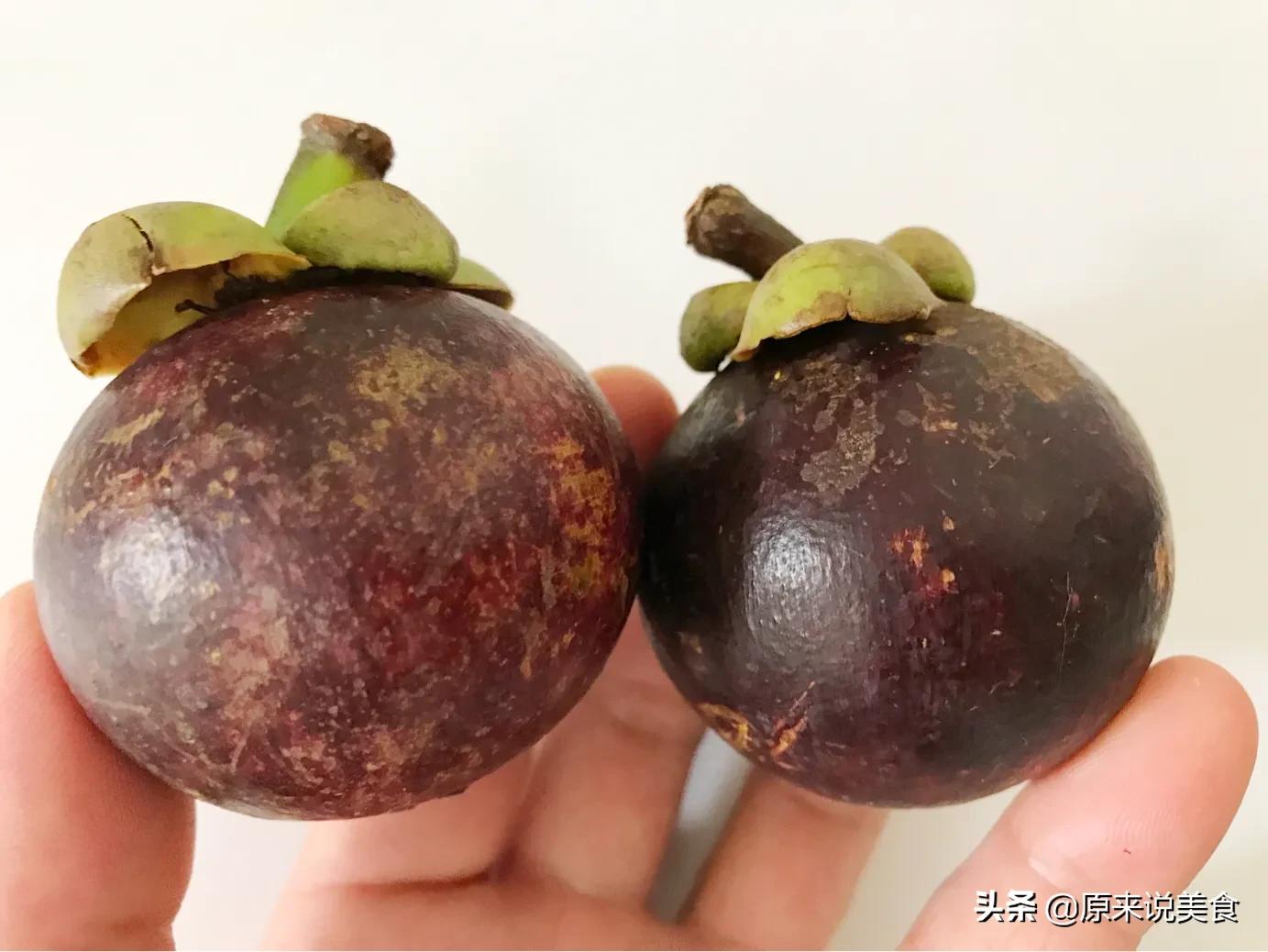 山竹怎么挑选公母不白吃,海南野生山竹树怎么分公母