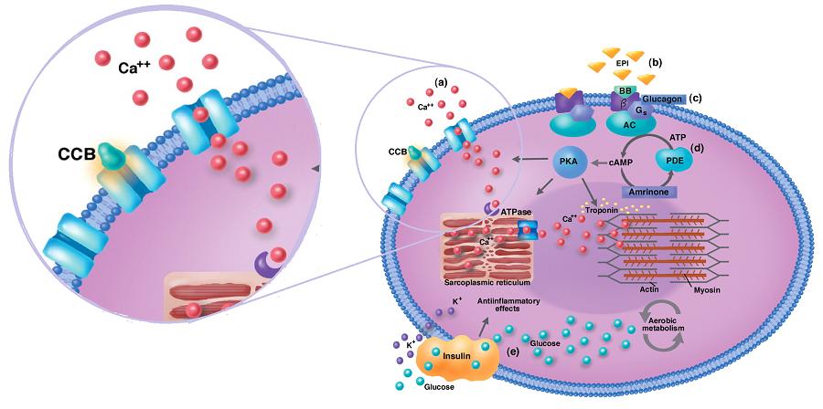 冠状动脉狭窄50%吃药能治好吗,冠状动脉狭窄50%以下心绞痛怎么办