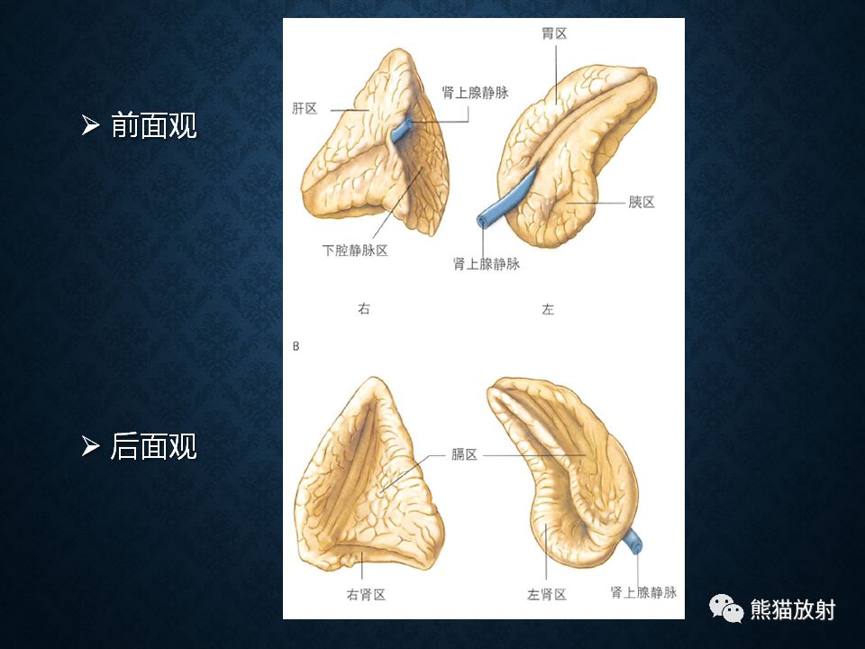 纵隔和肾上腺恶性肿瘤,纵隔性肿瘤位置图