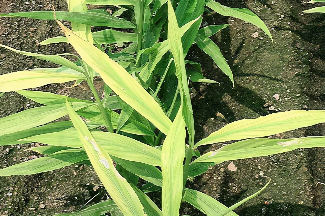 生姜黄叶喷了杀菌药多久可以吸收,生姜黄叶是红蜘蛛危害吗