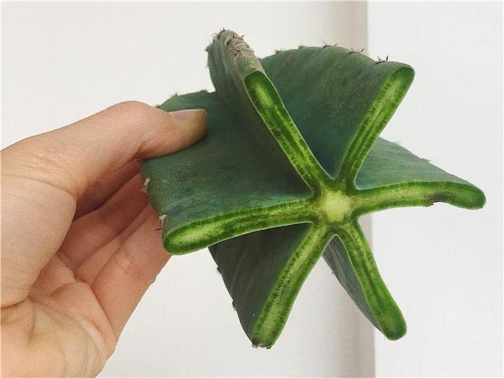 什么花放在家里最好看最实用,放家里风水好又好养的花有哪些