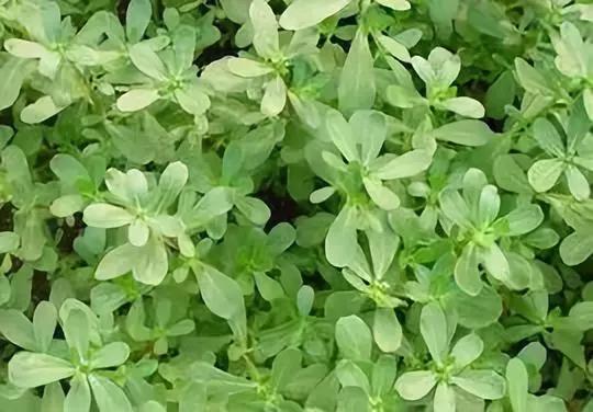 韩国超火品牌，明星都在安利，堪比CPB洗面奶！薛凯琪把它作为C位