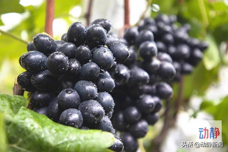 诗不可说,诗不可说什么意思