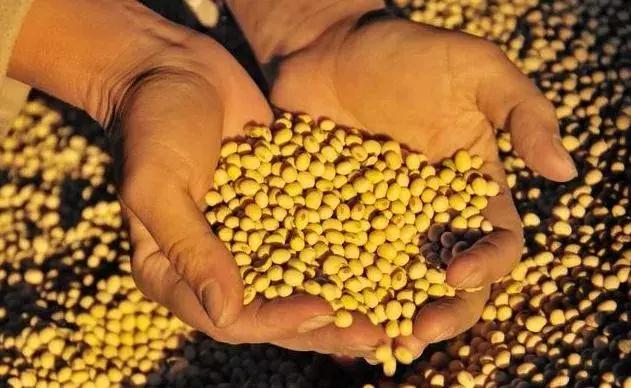 豆价下跌还会涨吗,今日大黑豆价格行情