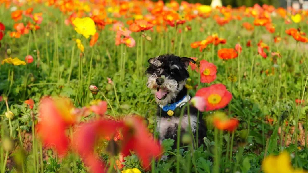 战旗村妈妈农庄,到战旗村妈妈农庄怎么走