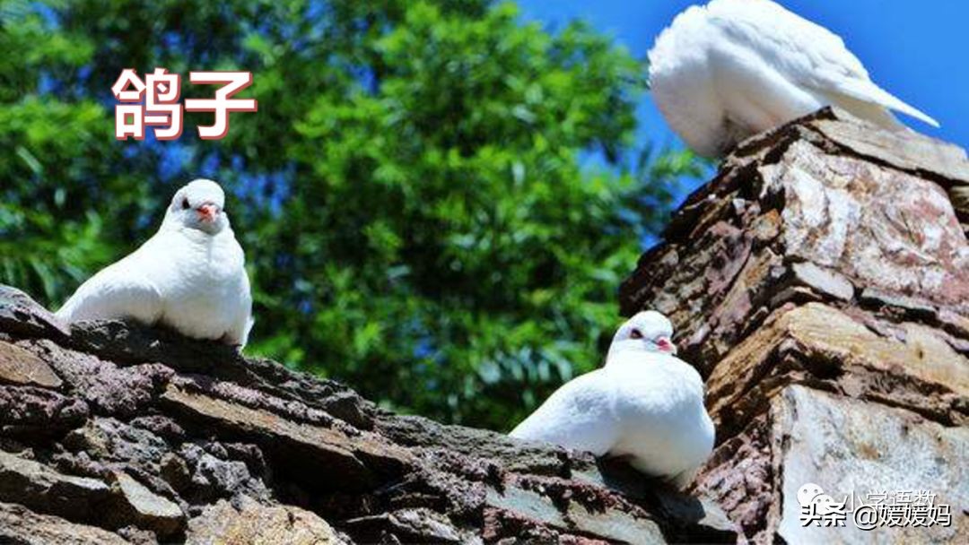 四下四单元我的动物朋友,第四单元我的动物朋友四年级上册