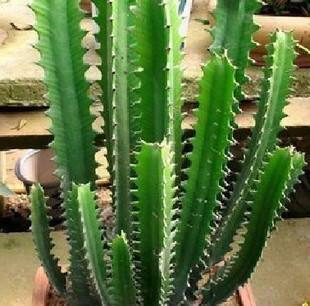 100种室内盆栽花,花卉大全500种盆栽名称