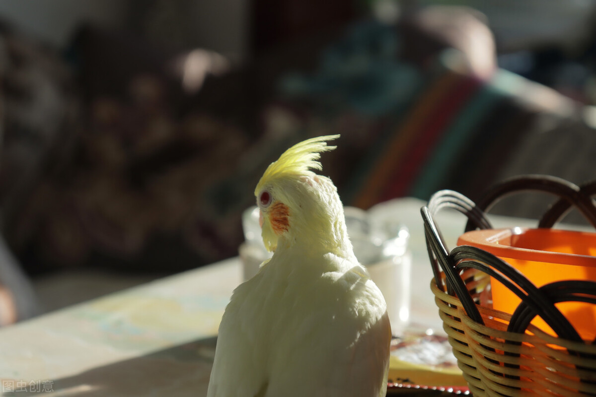 鹦鹉液体钙哪种好,虎皮鹦鹉补钙最快方法