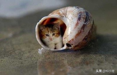 茶杯犬萌宠图片大全,茶杯犬排行榜