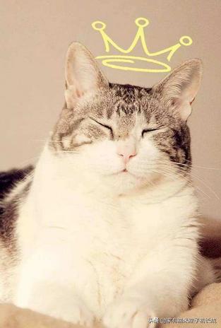 猫咪最怕吃什么东西,猫咪饮食喂猫常见的六种错误