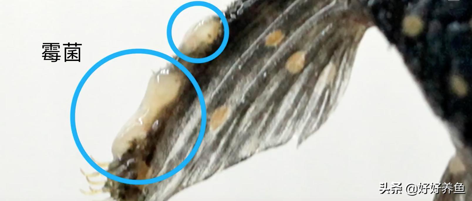 如何治疗鱼病不入坑,怎么治疗鱼病