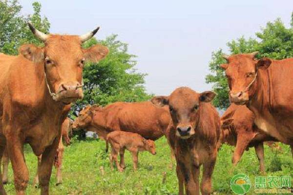 广西肉牛价格最新行情,肉牛价格肉牛养殖前景