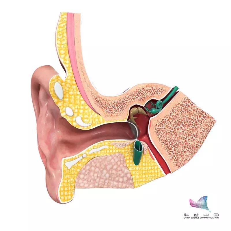 掏耳朵的正常掏法,怎么正确掏耳朵还掏得干净