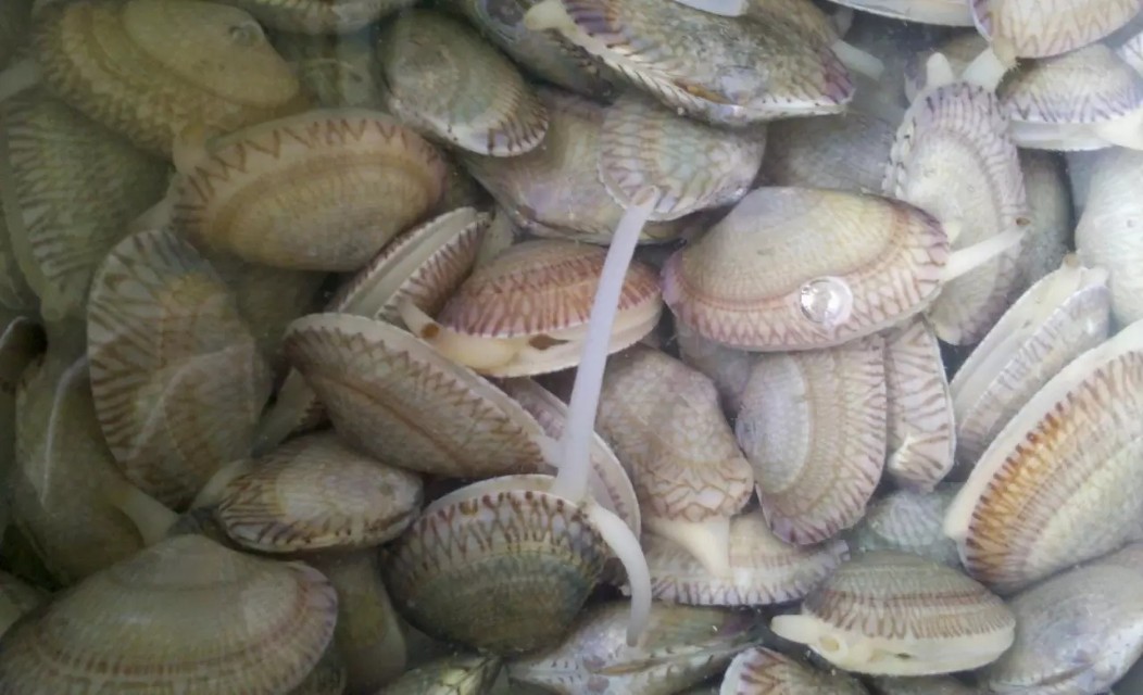 史上最全面的海鲜大咖,史上最全海鲜视频