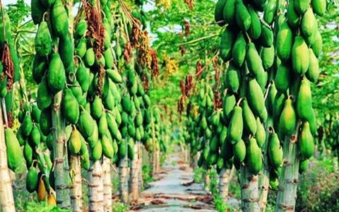 吃槟榔之后怎么恢复,吃槟榔之后口腔能恢复吗