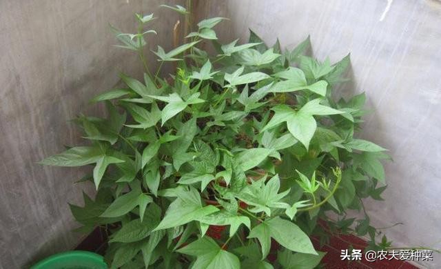 阳台种红薯几天浇一次水,阳台种棵红薯