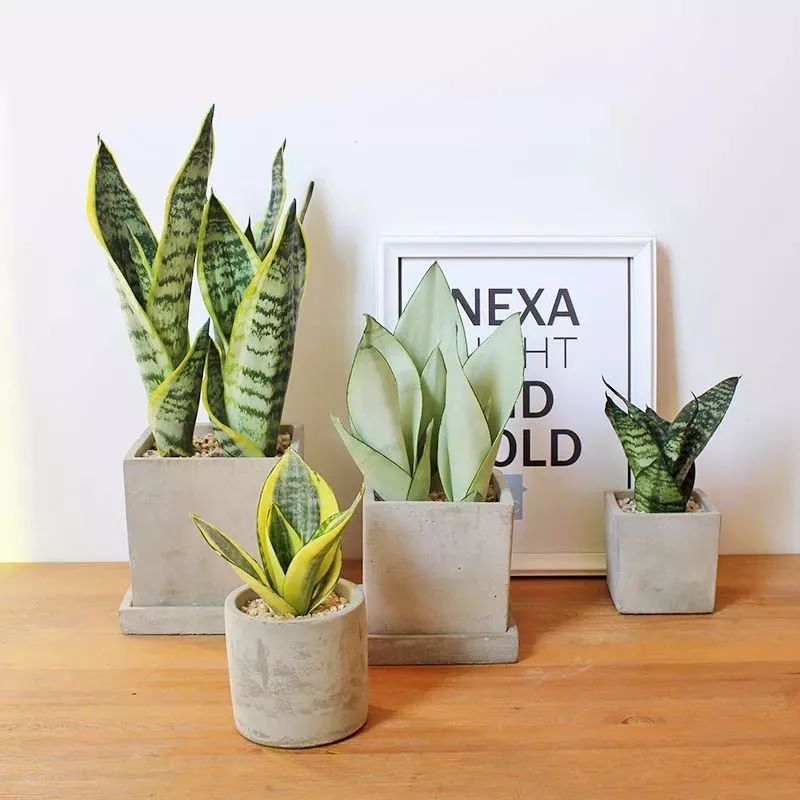 室内养的吸毒植物,20种吸毒花除甲醛