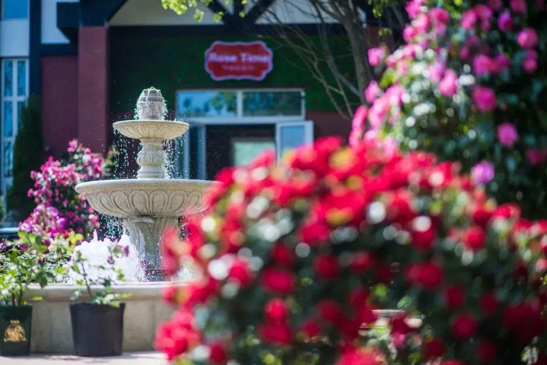 槽糕,是心动的感觉!这个神秘花谷正在悄然绽放!走,去拍照~